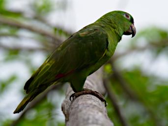 Tambopata Bird White Eyed Parakeet