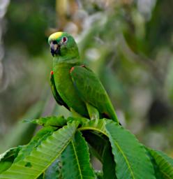 Tambopata Bird Yellow Crowned Parrot