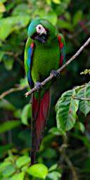 Tambopata Bird Chestnut Fronted Macaw