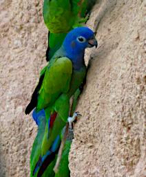 Tambopata Lick Bird Blue Headed Parrot