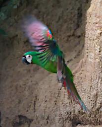 Tambopata Lick Bird Chestnut Fronted Macaw