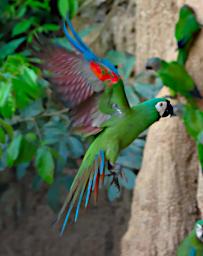 Tambopata Lick Bird Chestnut Fronted Macaw