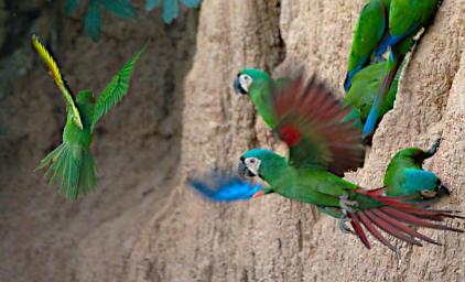 Tambopata Lick Bird White Eyed Parakeet Chestnut Fronted Macaw