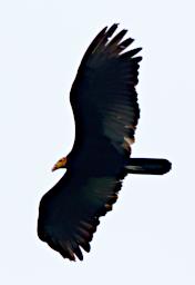 Tambopata Bird Greater Yellow Headed Vulture