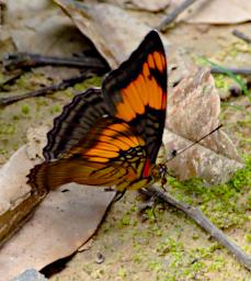 Tambopata Butterfly Xxx Orange