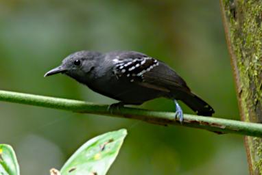 Tambopata Bird Xxx Antbird