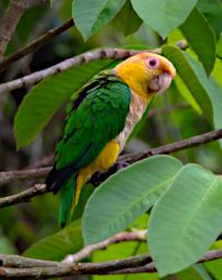 Tambopata Bird White Bellied Parrot