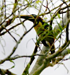 Tambopata Bird Chestnut Eared Aracari