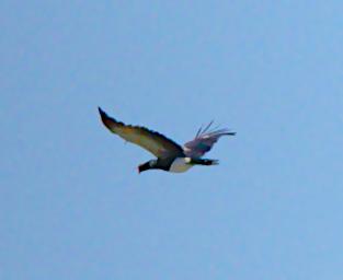 Tambopata Bird Horned Screamer