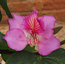 Ambalavao Flower Xxx Pink