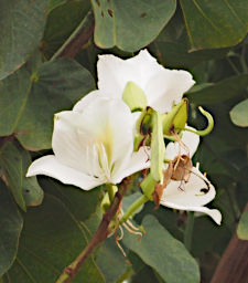 Ambalavao Flower Xxx White