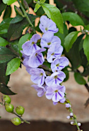 Ambalavao Flower Xxx Blue