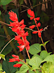 Ambalavao Flower Xxx Red
