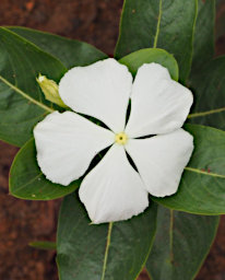 Ambalavao Flower Xxx White