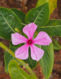 Ambalavao Flower Xxx Pink