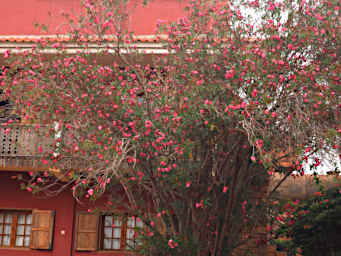 Ambalavao Tree Flower Xxx Pink