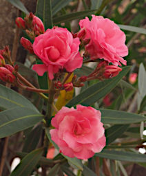 Ambalavao Flower Xxx Pink