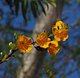 Ambola Flower Xxx Yellow