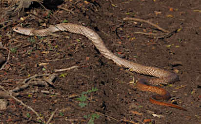 Ambola Snake Xxx