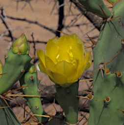 Ambola Flower Prickly Pear PB111838