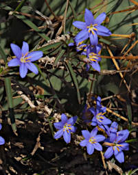 Ambola Flower Xxx Blue