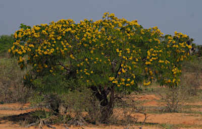 Ambola Tree Xxx Flower Xxx Yellow