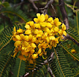 Ambola Flower Xxx Yellow
