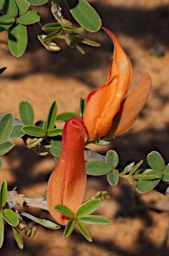 Ambola Flower Xxx Orange