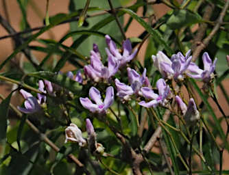 Ambola Flower Xxx Lavender