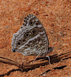 Ambola Butterfly Xxx Brown