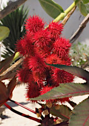 Ambola Flower Xxx Red