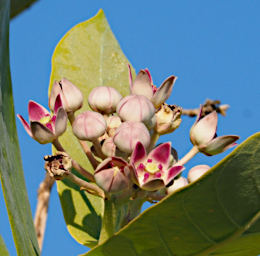 Ambola Flower Xxx Pink