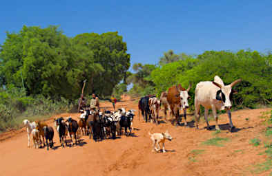 Ambola Zebu Goats