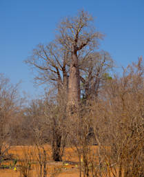 Ambola Tree Baobab