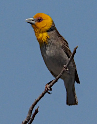 Anakao Bird Sakalava Weaver