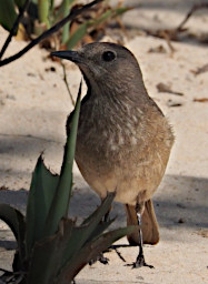 Anakao Bird Xxx