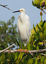 Anakao Bird Little Egret