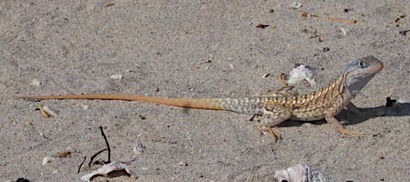 Anakao Lizard Xxx