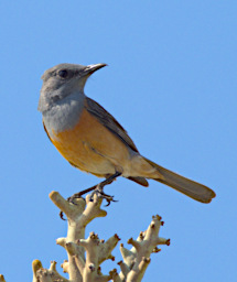 Anakao Bird Littoral Rock Thrush