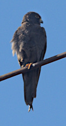 Anakao Bird Sooty Falcon