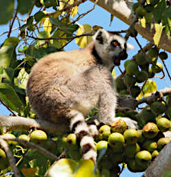 Anja PB041121 Lemur Ring Tailed