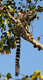 Anja PB041124 Lemur Ring Tailed