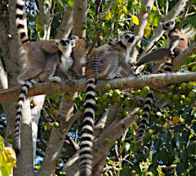 Anja PB041130 Lemur Ring Tailed