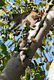 Anja PB041142 Lemur Ring Tailed