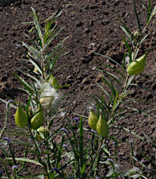 Anja PB041148 Plant Xxx Seed Pod