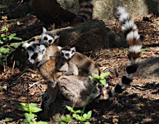 Anja PB041183 Lemur Ring Tailed