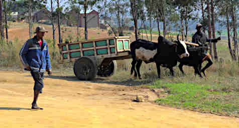 Anja Runaway Zebu Cart