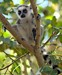 Anja Lemur Ring Tailed Youngster