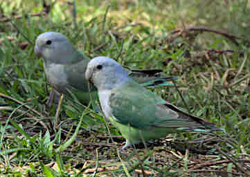 Anja Bird Grey Headed Lovebird