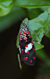 Anja Butterfly Rattlepod Moth